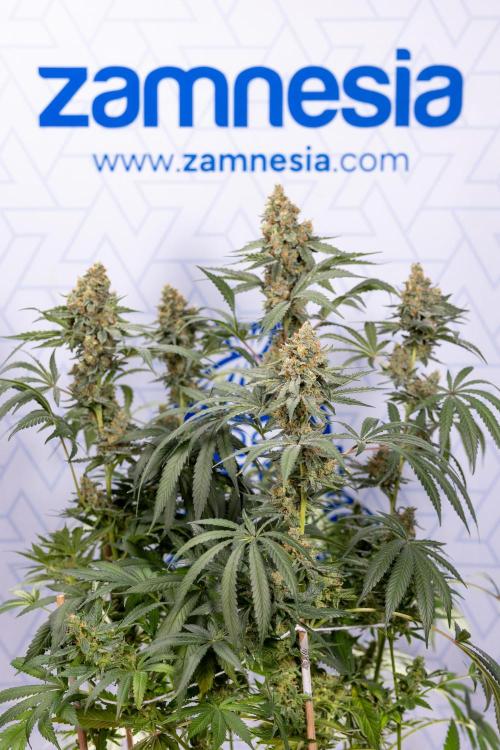 Classic Skunk 🌱  - Zamnesia x B&B. Week 11 - Classic Skunk -Plant #2 - Harvest Day