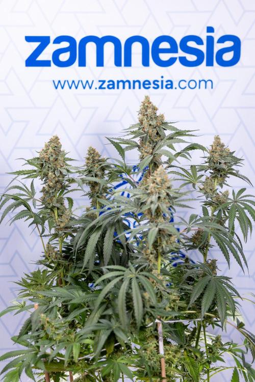 Classic Skunk 🌱  - Zamnesia x B&B. Week 11 - Classic Skunk -Plant #2 - Harvest Day
