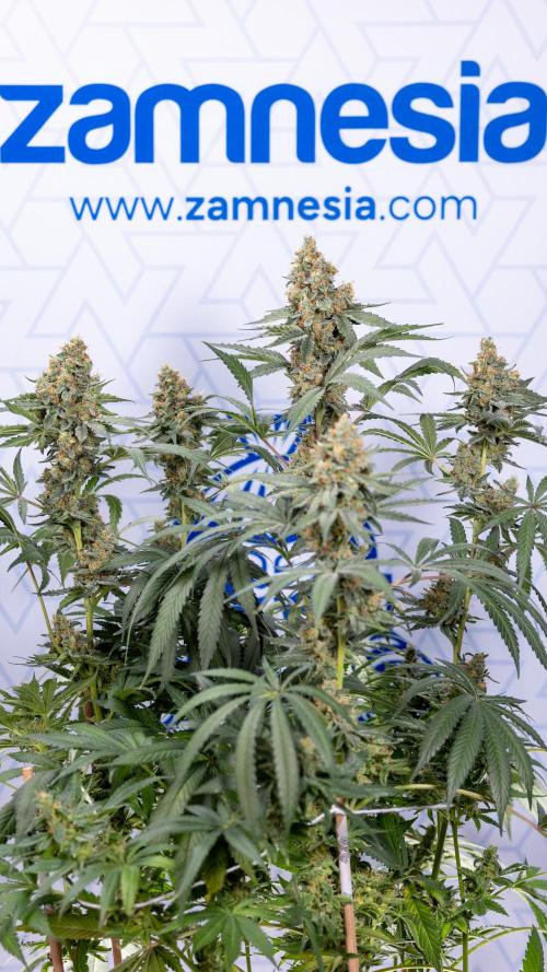 Classic Skunk 🌱  - Zamnesia x B&B. Week 11 - Classic Skunk -Plant #2 - Harvest Day