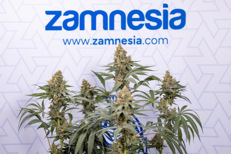Classic Skunk 🌱  - Zamnesia x B&B. Week 11 - Classic Skunk -Plant #2 - Harvest Day