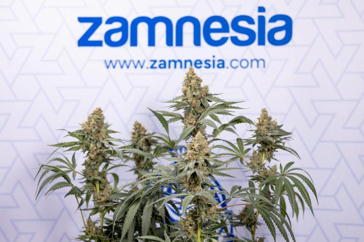 Classic Skunk 🌱  - Zamnesia x B&B. Week 11 - Classic Skunk -Plant #2 - Harvest Day