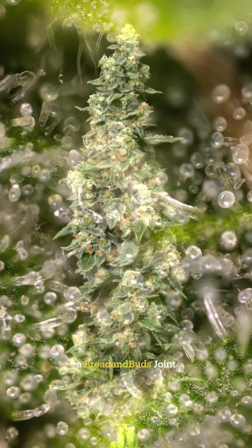 Classic Skunk 🌱  - Zamnesia x B&B