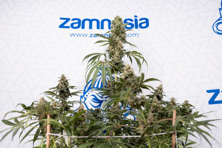 Classic Skunk 🌱  - Zamnesia x B&B. Week 12 - Classic Skunk - Plant #1 - Harvest Day