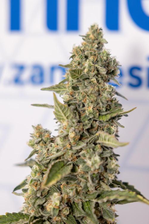 Classic Skunk 🌱  - Zamnesia x B&B. Week 12 - Classic Skunk - Plant #1 - Harvest Day