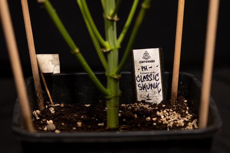 Classic Skunk 🌱  - Zamnesia x B&B. Week 12 - Classic Skunk - Plant #1 - Harvest Day