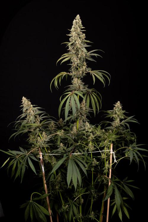 Classic Skunk 🌱  - Zamnesia x B&B. Week 12 - Classic Skunk - Plant #1 - Harvest Day
