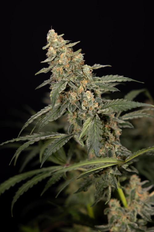 Classic Skunk 🌱  - Zamnesia x B&B. Week 12 - Classic Skunk - Plant #1 - Harvest Day