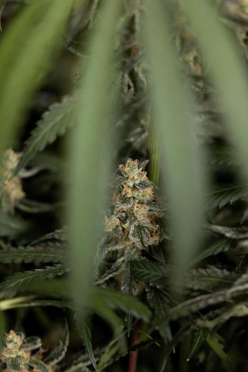 Classic Skunk 🌱  - Zamnesia x B&B. Week 12 - Classic Skunk - Plant #1 - Harvest Day