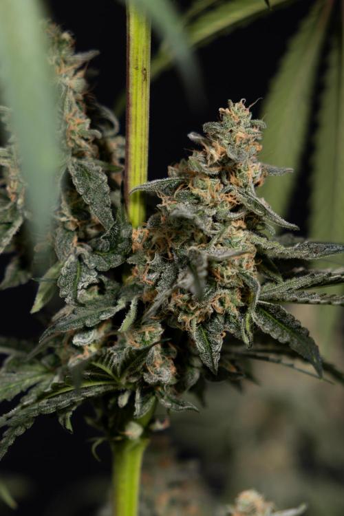 Classic Skunk 🌱  - Zamnesia x B&B. Week 12 - Classic Skunk - Plant #1 - Harvest Day