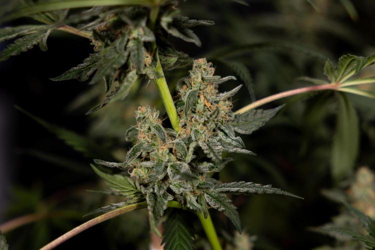 Classic Skunk 🌱  - Zamnesia x B&B. Week 12 - Classic Skunk - Plant #1 - Harvest Day