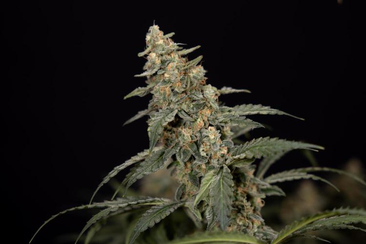 Classic Skunk 🌱  - Zamnesia x B&B. Week 12 - Classic Skunk - Plant #1 - Harvest Day