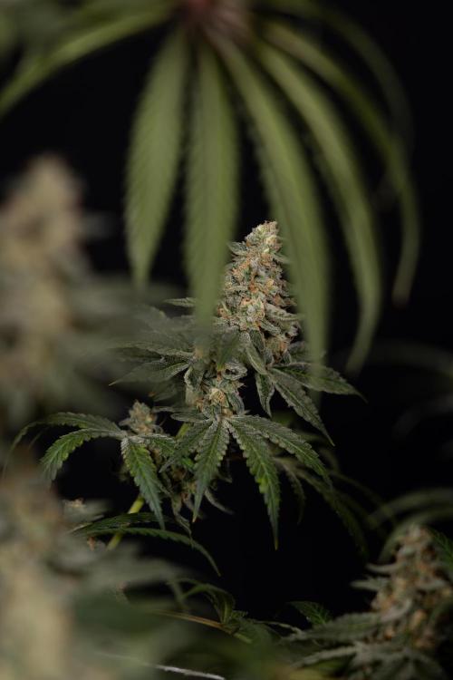 Classic Skunk 🌱  - Zamnesia x B&B. Week 12 - Classic Skunk - Plant #1 - Harvest Day