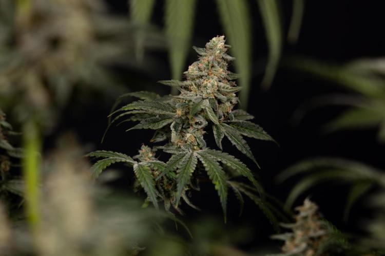 Classic Skunk 🌱  - Zamnesia x B&B. Week 12 - Classic Skunk - Plant #1 - Harvest Day