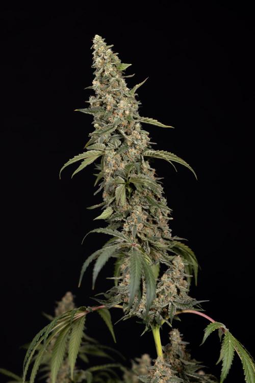 Classic Skunk 🌱  - Zamnesia x B&B. Week 12 - Classic Skunk - Plant #1 - Harvest Day