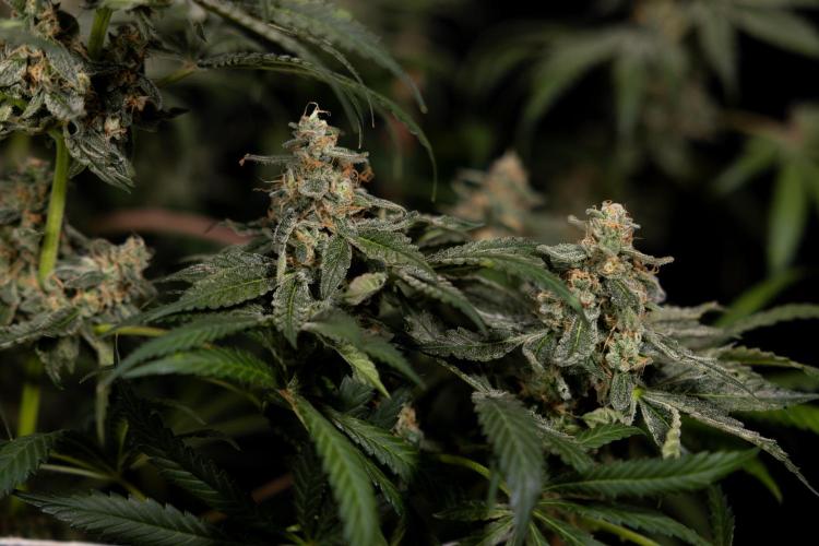 Classic Skunk 🌱  - Zamnesia x B&B. Week 12 - Classic Skunk - Plant #1 - Harvest Day