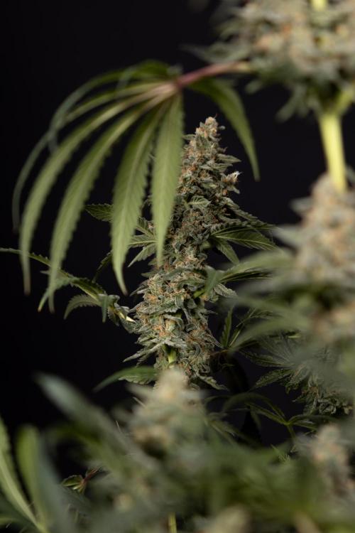 Classic Skunk 🌱  - Zamnesia x B&B. Week 12 - Classic Skunk - Plant #1 - Harvest Day