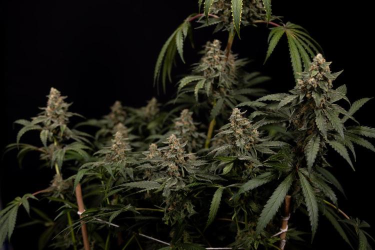 Classic Skunk 🌱  - Zamnesia x B&B. Week 12 - Classic Skunk - Plant #1 - Harvest Day