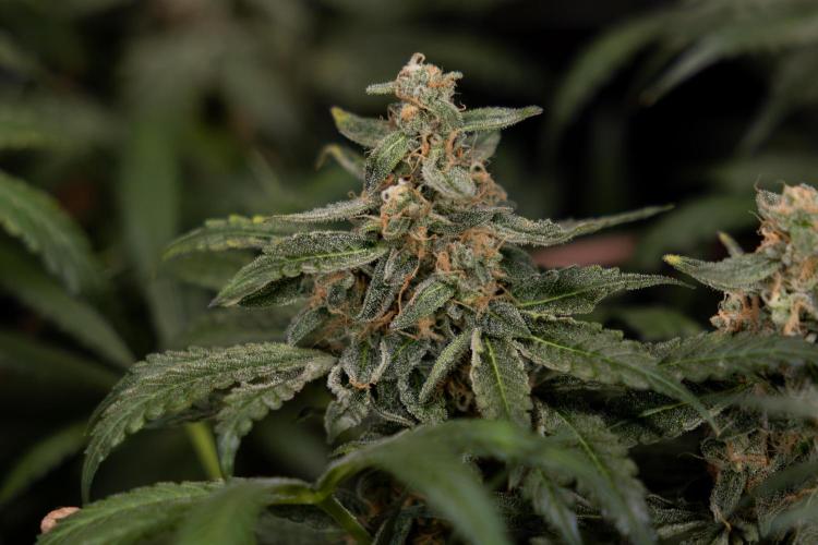 Classic Skunk 🌱  - Zamnesia x B&B. Week 12 - Classic Skunk - Plant #1 - Harvest Day
