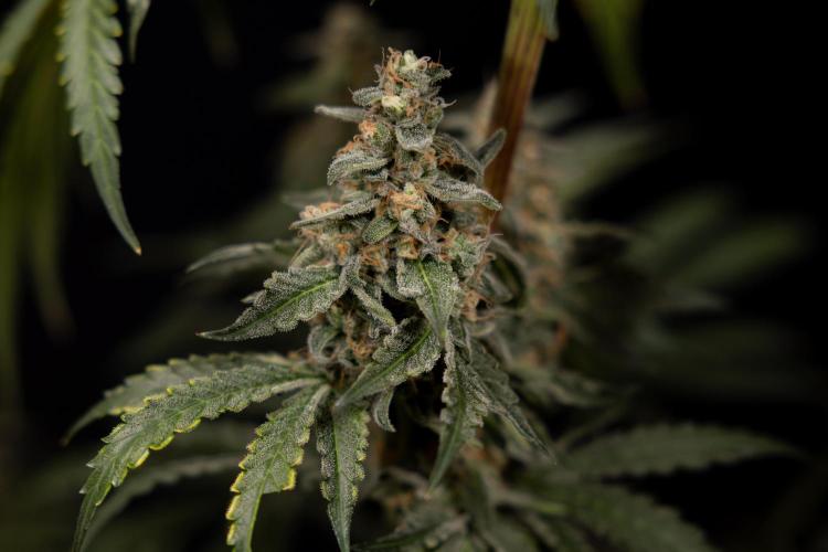 Classic Skunk 🌱  - Zamnesia x B&B. Week 12 - Classic Skunk - Plant #1 - Harvest Day
