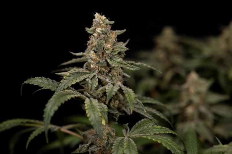 Classic Skunk 🌱  - Zamnesia x B&B. Week 12 - Classic Skunk - Plant #1 - Harvest Day