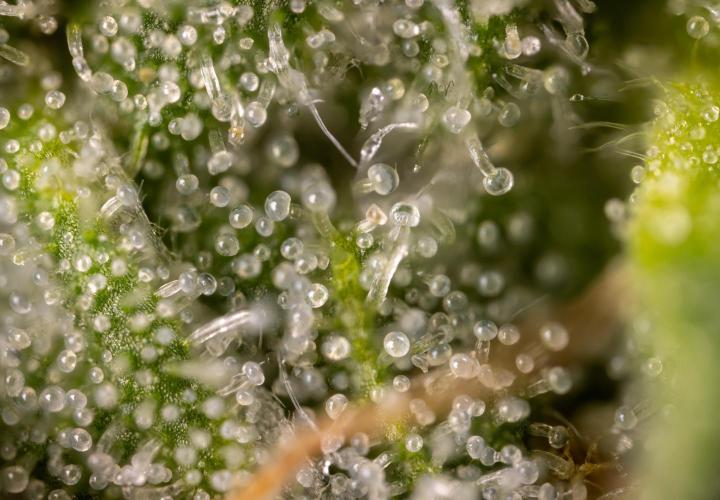 Classic Skunk 🌱  - Zamnesia x B&B. Week 12 - Classic Skunk - Plant #1 - Micro Worlds