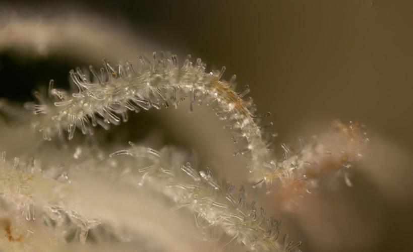 Classic Skunk 🌱  - Zamnesia x B&B. Week 12 - Classic Skunk - Plant #1 - Harvest Day