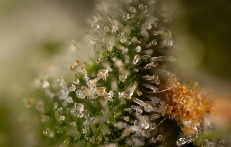Classic Skunk 🌱  - Zamnesia x B&B. Week 12 - Classic Skunk - Plant #1 - Harvest Day
