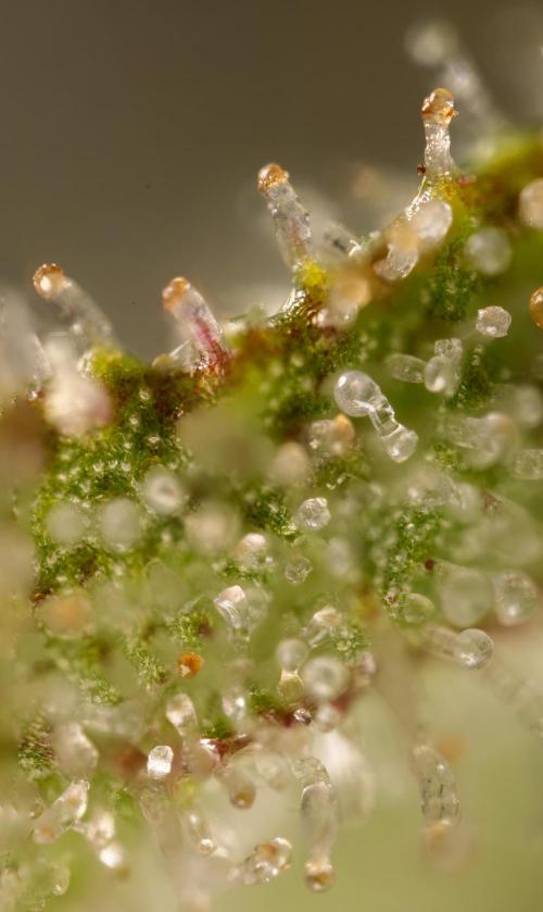 Classic Skunk 🌱  - Zamnesia x B&B. Week 12 - Classic Skunk - Plant #1 - Harvest Day