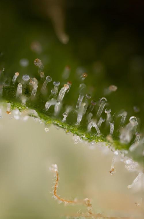 Classic Skunk 🌱  - Zamnesia x B&B. Week 12 - Classic Skunk - Plant #1 - Harvest Day