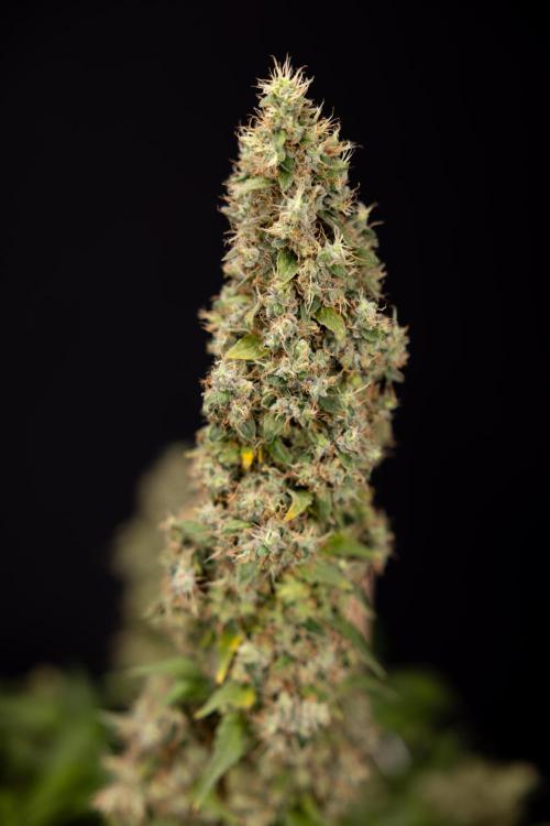 Blue Widow 🕷️  - Zamnesia x B&B. Week 11 - Blue Widow #1 - Photoperiodic - No Techniques - Harvest Day