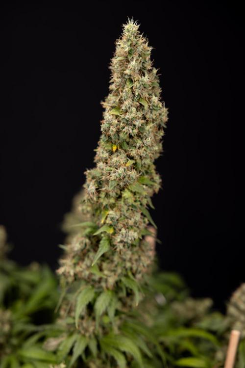 Blue Widow 🕷️  - Zamnesia x B&B. Week 11 - Blue Widow #1 - Photoperiodic - No Techniques - Harvest Day