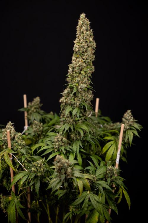 Blue Widow 🕷️  - Zamnesia x B&B. Week 11 - Blue Widow #1 - Photoperiodic - No Techniques - Harvest Day