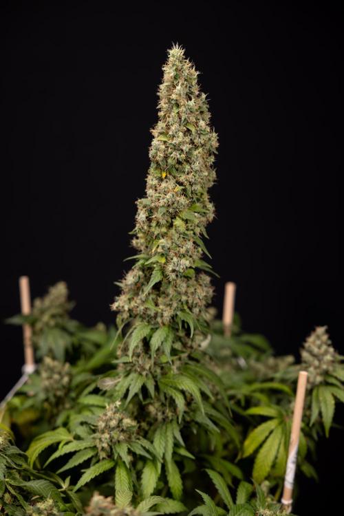 Blue Widow 🕷️  - Zamnesia x B&B. Week 11 - Blue Widow #1 - Photoperiodic - No Techniques - Harvest Day