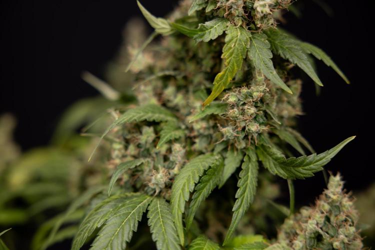 Blue Widow 🕷️  - Zamnesia x B&B. Week 11 - Blue Widow #1 - Photoperiodic - No Techniques - Harvest Day