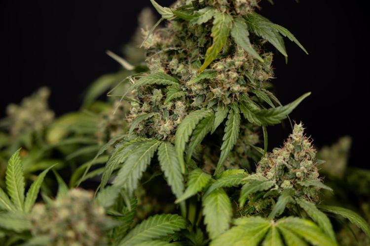 Blue Widow 🕷️  - Zamnesia x B&B. Week 11 - Blue Widow #1 - Photoperiodic - No Techniques - Harvest Day