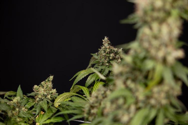 Blue Widow 🕷️  - Zamnesia x B&B. Week 11 - Blue Widow #1 - Photoperiodic - No Techniques - Harvest Day