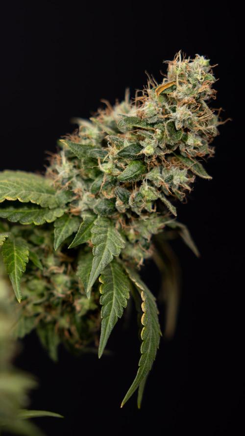 Blue Widow 🕷️  - Zamnesia x B&B. Week 11 - Blue Widow #1 - Photoperiodic - No Techniques - Harvest Day