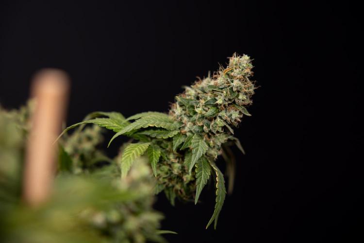 Blue Widow 🕷️  - Zamnesia x B&B. Week 11 - Blue Widow #1 - Photoperiodic - No Techniques - Harvest Day