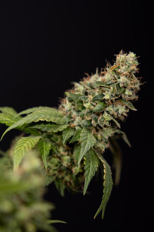 Blue Widow 🕷️  - Zamnesia x B&B. Week 11 - Blue Widow #1 - Photoperiodic - No Techniques - Harvest Day