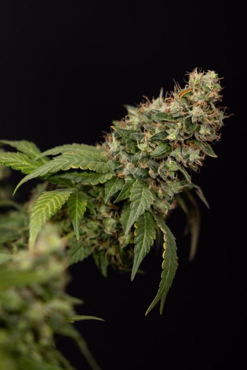 Blue Widow 🕷️  - Zamnesia x B&B. Week 11 - Blue Widow #1 - Photoperiodic - No Techniques - Harvest Day