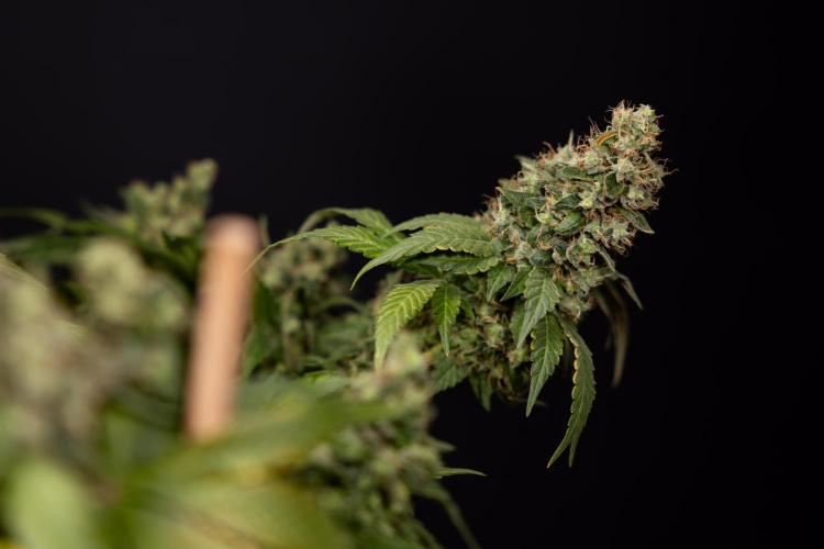 Blue Widow 🕷️  - Zamnesia x B&B. Week 11 - Blue Widow #1 - Photoperiodic - No Techniques - Harvest Day