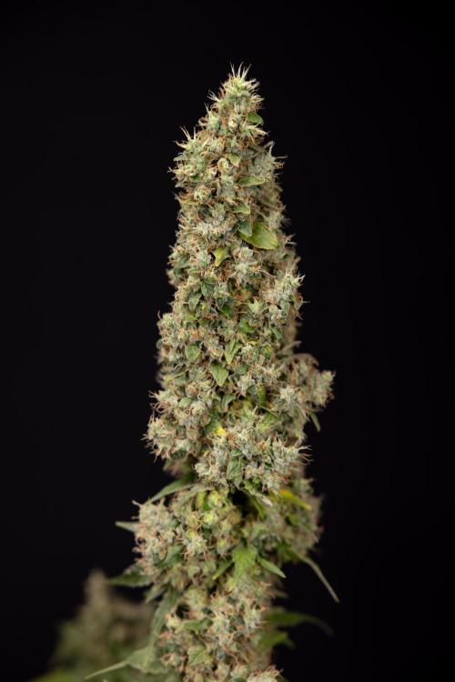 Blue Widow 🕷️  - Zamnesia x B&B. Week 11 - Blue Widow #1 - Photoperiodic - No Techniques - Harvest Day