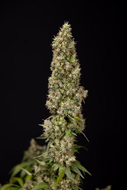 Blue Widow 🕷️  - Zamnesia x B&B. Week 11 - Blue Widow #1 - Photoperiodic - No Techniques - Harvest Day