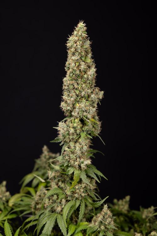 Blue Widow 🕷️  - Zamnesia x B&B. Week 11 - Blue Widow #1 - Photoperiodic - No Techniques - Harvest Day