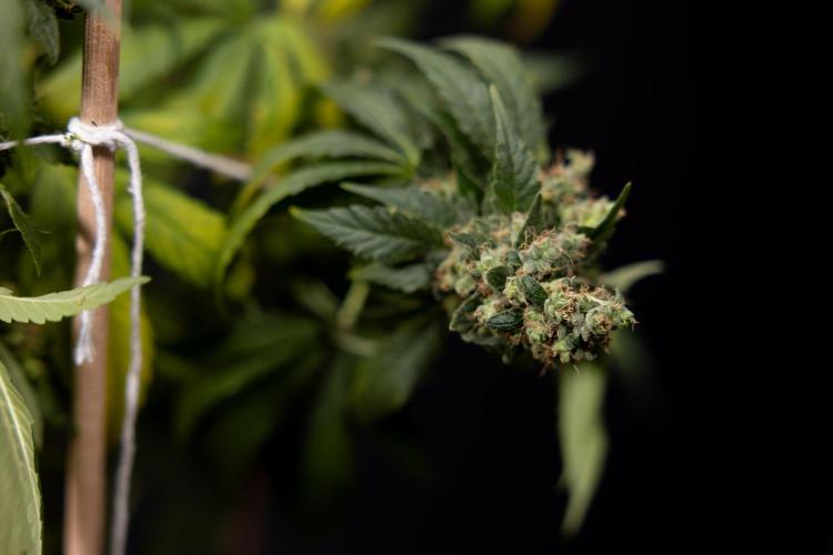 Blue Widow 🕷️  - Zamnesia x B&B. Week 11 - Blue Widow #1 - Photoperiodic - No Techniques - Harvest Day
