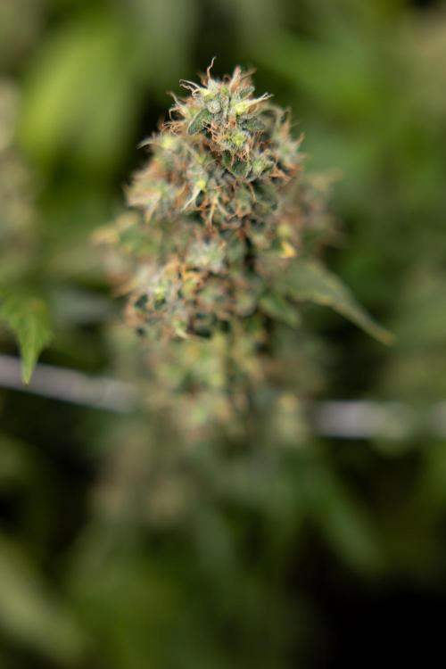 Blue Widow 🕷️  - Zamnesia x B&B. Week 11 - Blue Widow #1 - Photoperiodic - No Techniques - Harvest Day