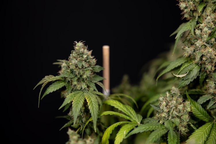 Blue Widow 🕷️  - Zamnesia x B&B. Week 11 - Blue Widow #1 - Photoperiodic - No Techniques - Harvest Day