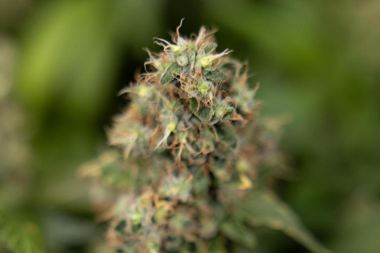 Blue Widow 🕷️  - Zamnesia x B&B. Week 11 - Blue Widow #1 - Photoperiodic - No Techniques - Harvest Day