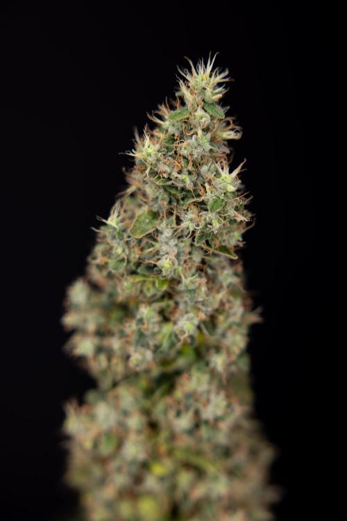 Blue Widow 🕷️  - Zamnesia x B&B. Week 11 - Blue Widow #1 - Photoperiodic - No Techniques - Harvest Day