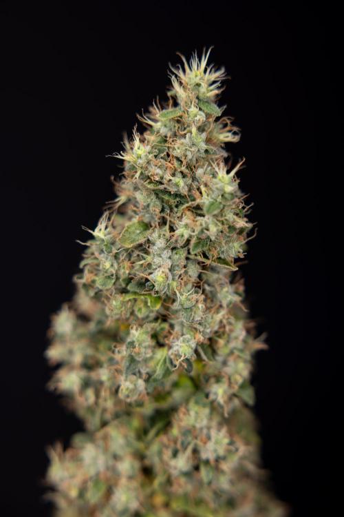 Blue Widow 🕷️  - Zamnesia x B&B. Week 11 - Blue Widow #1 - Photoperiodic - No Techniques - Harvest Day